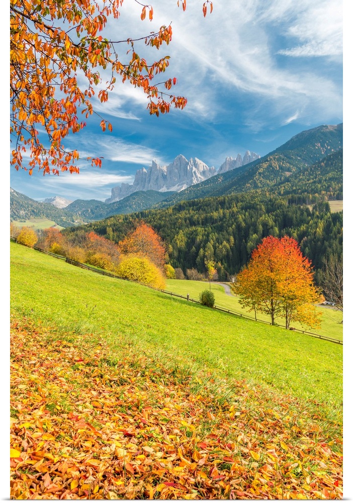 Funes Valley, Dolomites, Province Of Bolzano, South Tyrol, Italy. Autumn Colors In The Funes Valley With The Odle Peaks In...