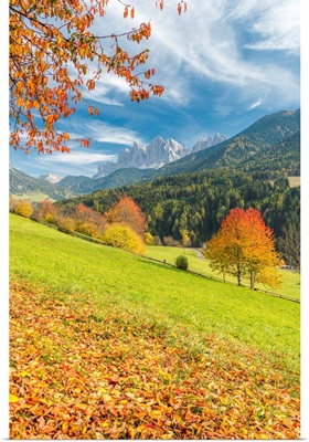 Autumn Colors In The Funes Valley With The Odle Peaks, South Tyrol, Italy