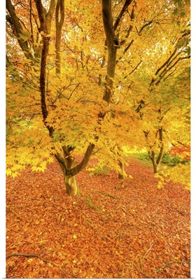 Autumn foliage of Japanese Maple (Acer) tree, England, UK