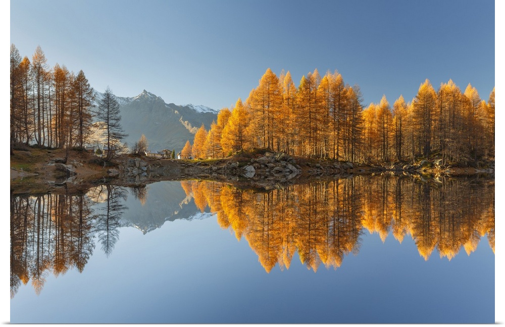 Autumn larches reflected on Azzurro lake, Motta, Campodolcino, Sondrio province, Lombardy, Italy, Europe