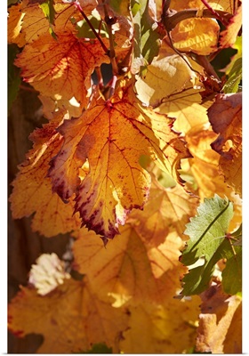Autumn Vine Leaves At The Bodega Colome Winery, Argentina
