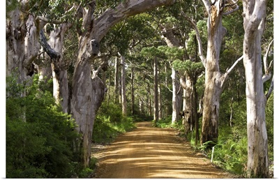 Avenue of trees, West Cape Howe National Park, Albany, Western Australia