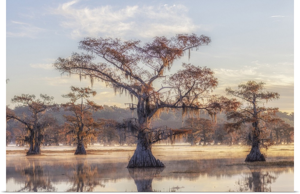 Bald cypress in autumn colors in Caddo Lake, Texas, USA