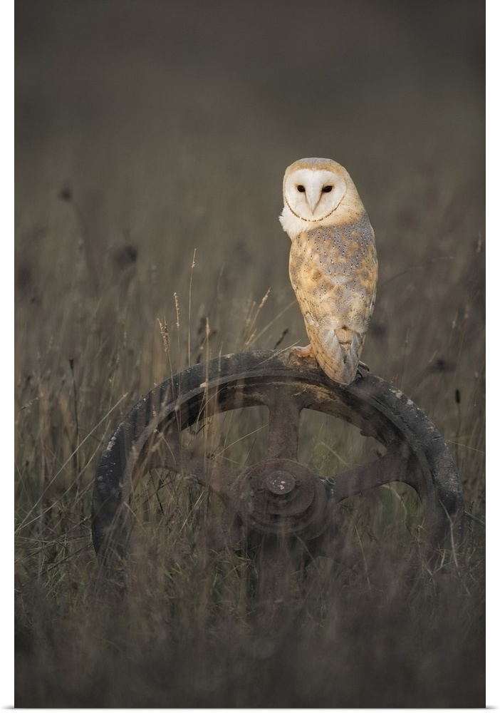 Barn Owl (Tyto alba), (C), Hampshire, England, UK. Hampshire, Western Europe, England.
