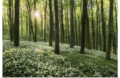 Beech Forest With Blooming Wild Garlic, Hainich National Park, Thuringia, Germany