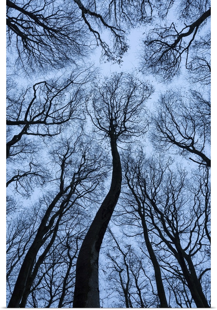 Beech Tree Canopy, Dorset, England