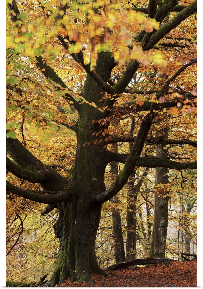 Beech tree with autumn colours, Lake District, Cumbria, England. Autumn