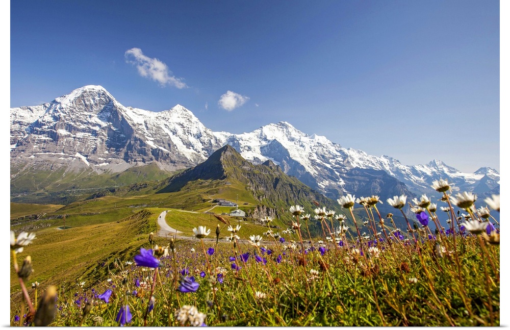 Colorful flowers framing Mount Eiger Mannlichen Grindelwald Bernese Oberland Canton of Berne Switzerland Europe.