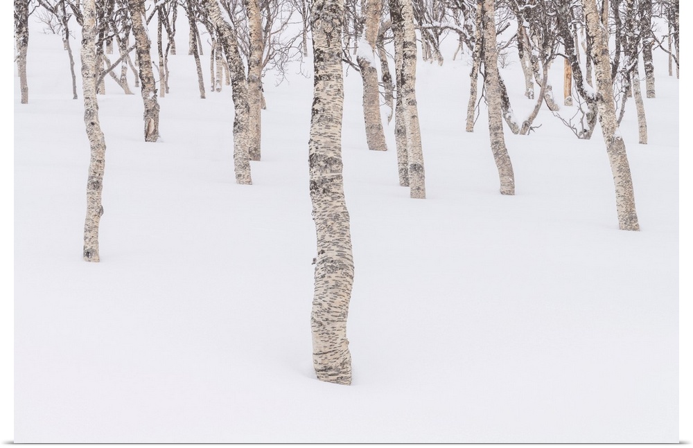 Birch Trees in Snow, Senja, Norway