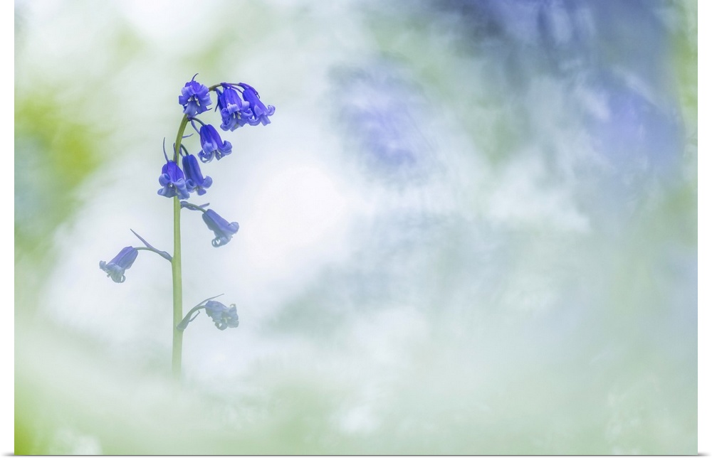 Bluebell (Hyacinthoides non-scriptus) blooming in broadleaved woodland near Milton Abbas, Dorset, England, UK