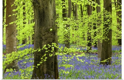 Bluebell carpet in a beech woodland, West Woods, Lockeridge, Wiltshire, England