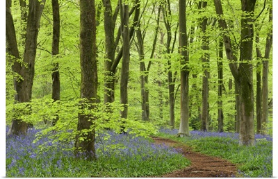 Bluebell carpet in a beech woodland, West Woods, Wiltshire, England