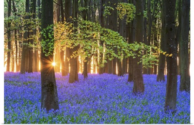 Bluebell Field, Oxfordshire, England, Europe
