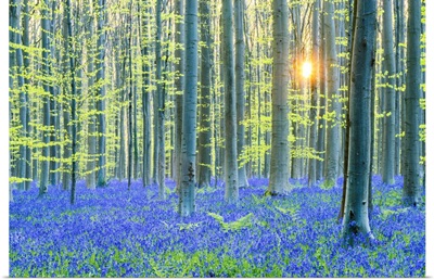 Bluebell Flowers, Carpet Hardwood Beech Forest, Hallerbos Forest, Belgium