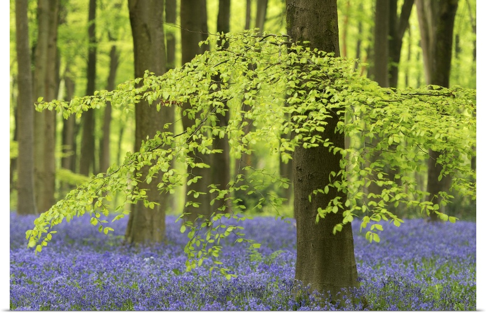 Bluebells and beech trees in West Woods, Wiltshire, England. Spring (May)
