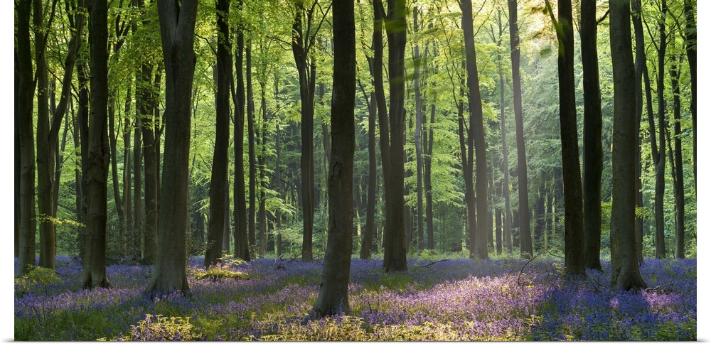 Bluebells and beech trees, West Woods, Marlborough, Wiltshire, England. Spring (May)
