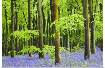 Bluebells flowering in West Woods in Springtime, Marlborough, Wiltshire, England.