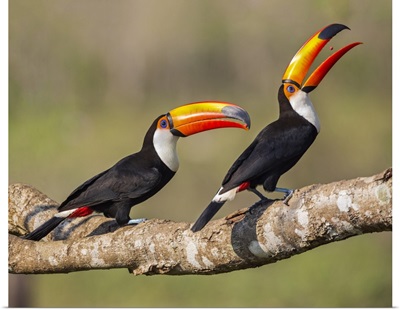 Brazil, Pantanal, Mato Grosso do Sul, A pair of spectacular Toco Toucans feeding