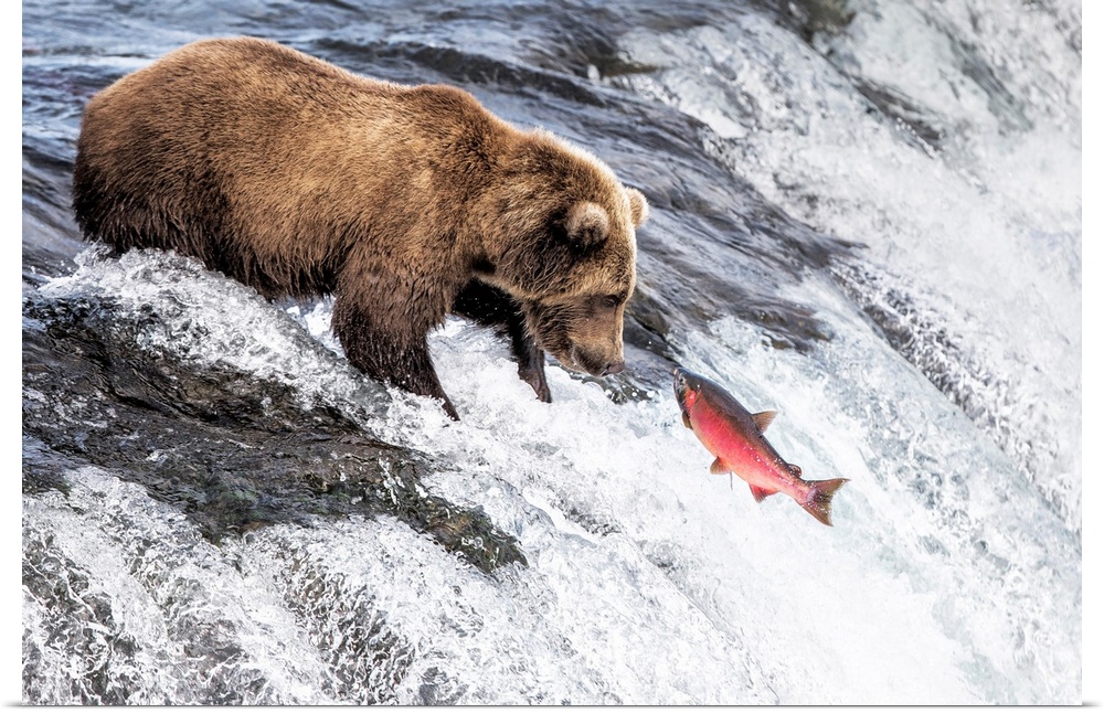 Brown Bear (Ursus Arctos Alascensis), Brooks Lake, Katmai National Park And Preserve, Alaska Peninsula, Alaska, USA