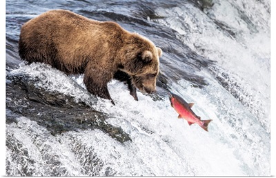 Brown Bear, Brooks Lake, Katmai National Park And Preserve, Alaska Peninsula, Alaska