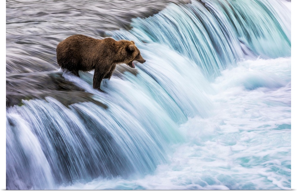 Brown Bear (Ursus Arctos Alascensis), Brooks Lake, Katmai National Park And Preserve, Alaska Peninsula, Alaska, USA