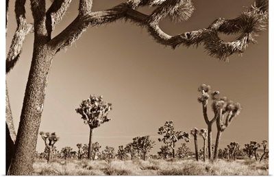 California, Joshua Tree National Park, Joshua Trees (Yucca Brevifolia)