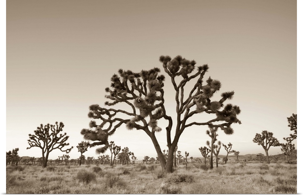 USA, California, Joshua Tree National Park, Joshua Trees (Yucca Brevifolia)