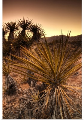 California, Mojave National Preserve