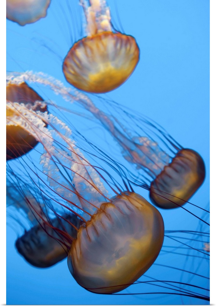 USA, California, Monterey Bay Acquarium, Pacific Sea Nettle Jellyfish (Chrysaora quinquecirrha)