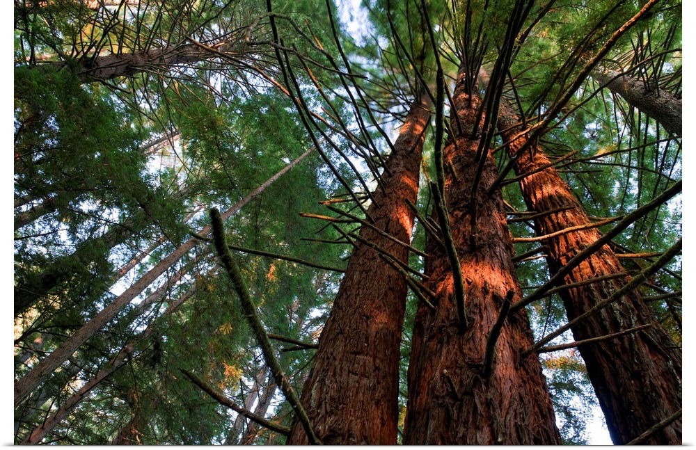 Usa, California, Redwood National Park, Redwood Tree Forest