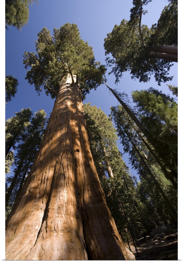 USA, California, Sequoia National Park, General Sherman Tree (Largest tree in the world)