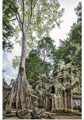 Cambodia, Ta Prohm, Siem Reap Province, The ruins of the Buddhist temple of Ta Prohm