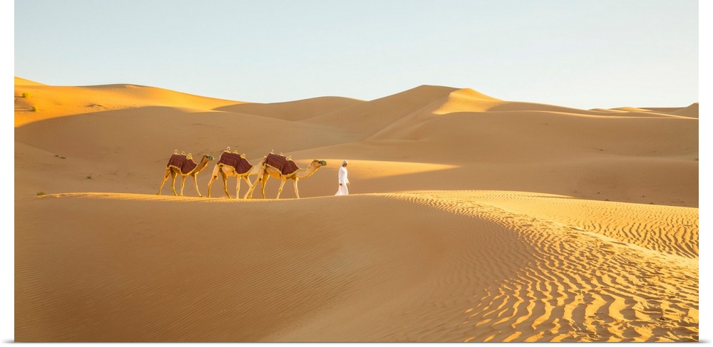 Camels In The Empty Quarter (Rub Al Khali), Abu Dhabi, United Arab Emirates (MR)