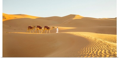 Camels In The Empty Quarter (Rub Al Khali), Abu Dhabi, United Arab Emirates (MR)