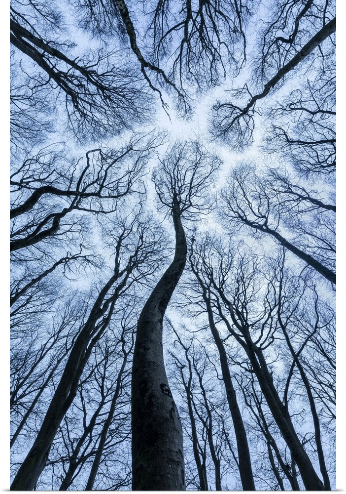 Canopy of Beech (Fagus sylvatica) forest in winter showing 'canopy shyness', Cranborne Chase, Dorset, England, UK