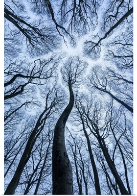 Canopy Of Beech, Forest In Winter Showing 'Canopy Shyness', Dorset, England