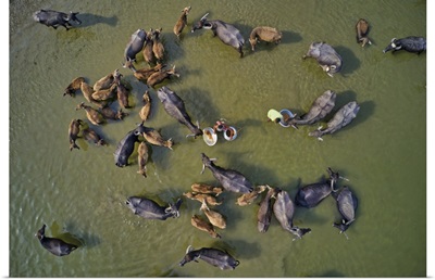 Cattle Being Herded Across The River Jamuna In Bogura, Bangladesh For Their Daily Bath