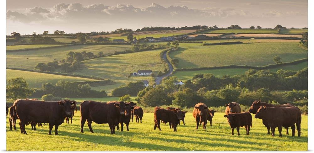 North Devon Red Ruby cattle herd grazing in the rolling countryside, Black Dog, Devon, England. Summer (July)