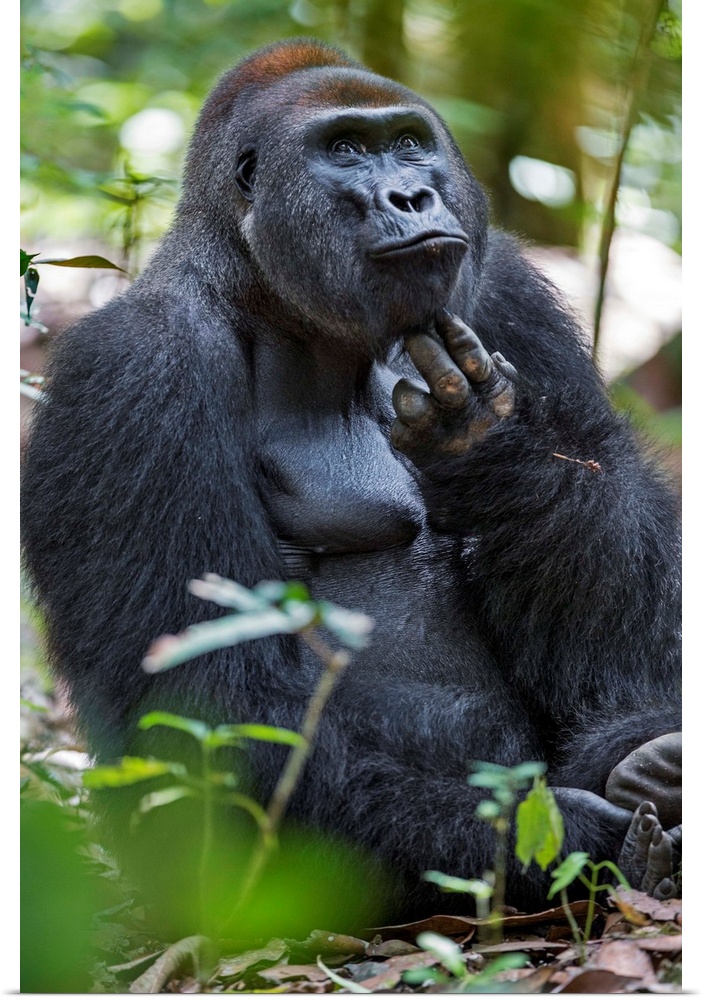 Central African Republic, Bayanga, Dzanga-Sangha, Bai-Hokou. An adult male (silverback) Western lowland gorilla scratches ...