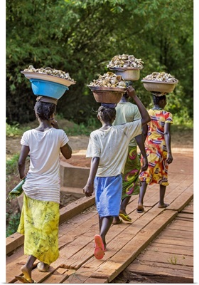 Central African Republic, Bayanga women carrying bowls of wild mushrooms on their heads