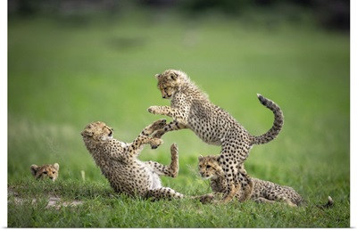 Cheetah Cubs Playing, Okavango Delta, Botswana