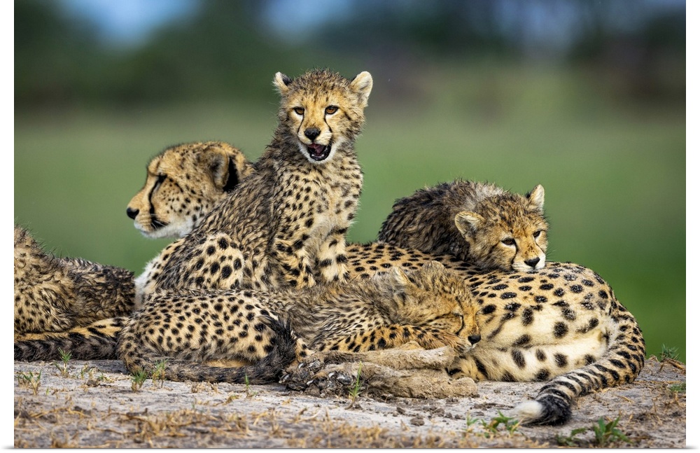 Cheetah family, Okavango Delta, Botswana