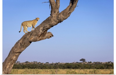 Cheetah In Tree, Savuti, Chobe National Park, Botswana
