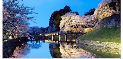 Cherry Blossom And Bridge At Hikone Castle, Hikone, Kansai, Japan