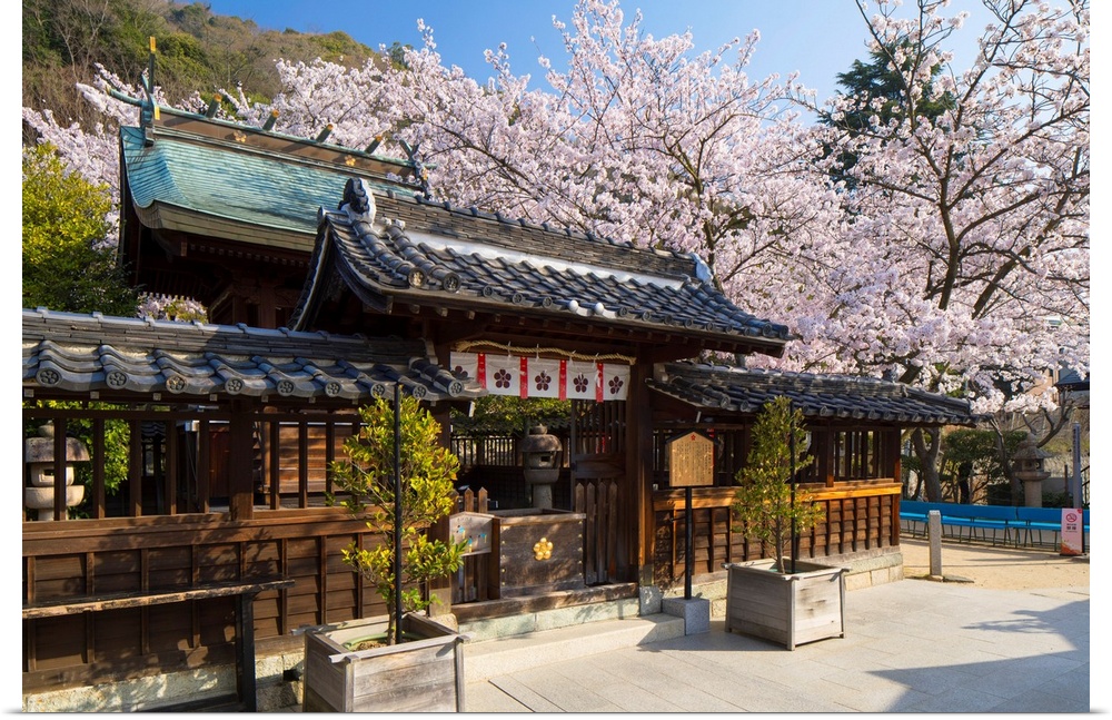 Cherry Blossom At Kitano Tenman Shrine, Kobe, Kansai, Japan