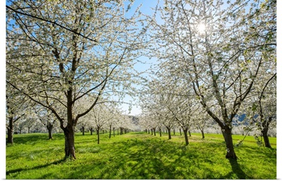 Cherry blossoms in the Eggenertal valley near the village of Niedereggenen
