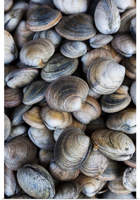 Chile, Los Lagos Region, Puerto Montt, Angelmo harbor market, clams