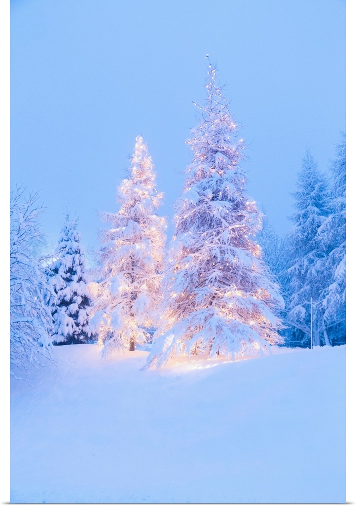 Christmas Tree Covered In Snow During A Snowfall At The Colle Vareno. Angolo Terme, Seriana Valley, Bergamo Province, Lomb...