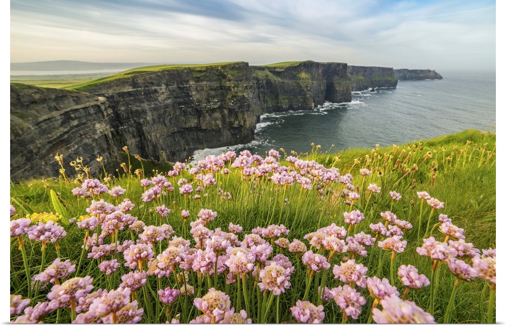 Cliffs of Moher with flowers on the foreground. Liscannor, Munster, County Clare, Ireland, Europe.
