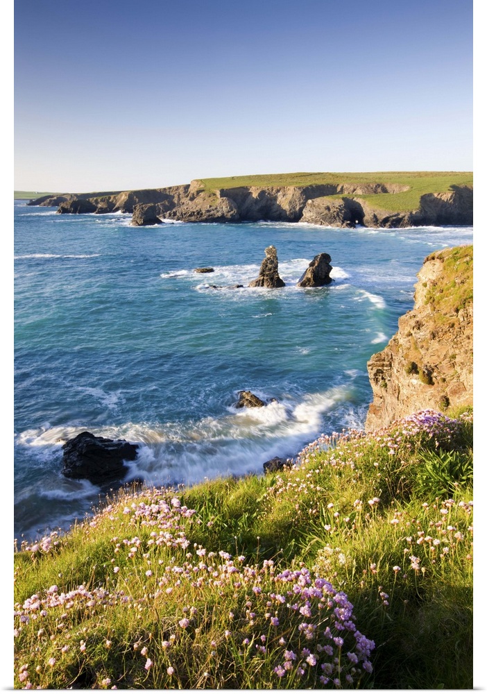 Clifftop view of Porthcothan Bay with Spring wildflowers, Cornwall, England. Spring